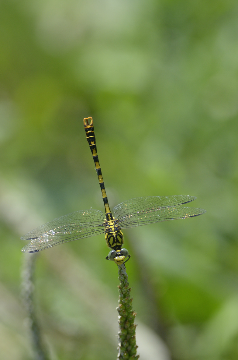 Onychogomphus forcipatus m.